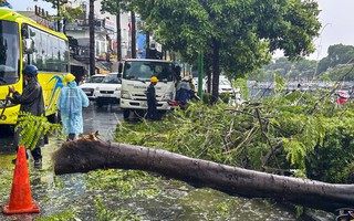 Cây xanh bật gốc, giao thông rối loạn trong cơn mưa lớn chiều nay ở TPHCM