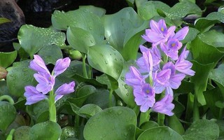 Những loài hoa quen thuộc là kháng sinh phòng trị bệnh hiệu quả