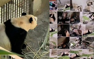 Fan hâm mộ lo lắng trước tình hình hiện tại của Fubao ở Trung Quốc: “Công chúa gấu trúc” bị bỏ bê, đối xử khác hẳn khi về nhà?