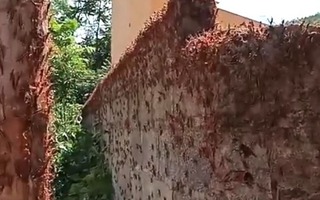 Đàn châu chấu dày đặc bất ngờ "tấn công" hoa màu