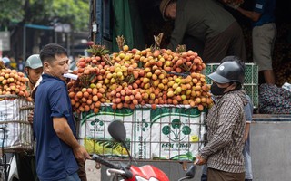 Thủ phủ vải thiều Lục Ngạn mất mùa, giá tăng gấp rưỡi