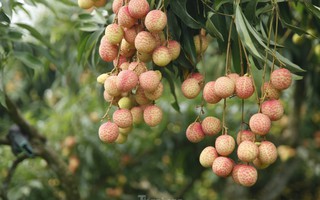 Hiếm hoi vườn vải thiều trĩu quả trong năm Bắc Giang mất mùa