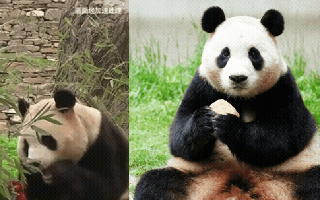 Ngày đầu tiên "đỉnh lưu" Fubao ra mắt tại Trung Quốc: Lăn vài vòng cũng lên "hot search", số khách tham quan gây chú ý