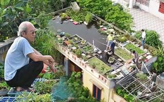 Ao cá trên nóc nhà của cụ ông 89 tuổi ở Hải Dương: Có khách cũng không phải đi chợ, lên ao là có ăn