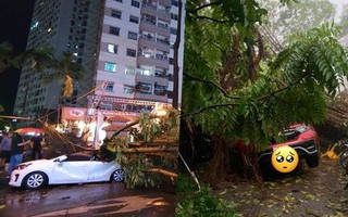Hà Nội mưa dông bất chợt, cây đổ đè bẹp xe ô tô