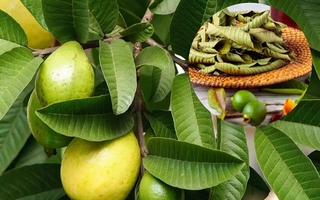 Loại lá rất sẵn ở Việt Nam, đem phơi khô lại thành dược liệu quý