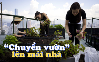 "Trồng rau trên mái nhà" trở thành xu hướng: Mỗi người thuê 1m2 đất cũng đủ rau ăn cả tuần