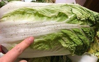 Có nên mua cải thảo có đốm đen trên bề mặt lá không? Câu trả lời thật bất ngờ