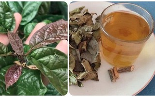 Những người nên hạn chế uống nước xạ đen