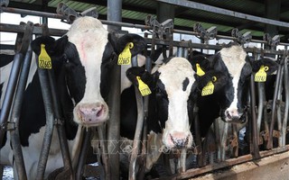 Mỹ phát hiện thêm ca mắc cúm gia cầm H5N1 ở người