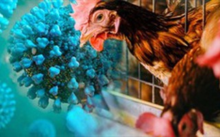 Campuchia lại ghi nhận trường hợp nhiễm cúm gia cầm ở người
