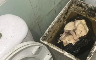 Quán vịt quay siêu bẩn, giòi bò lúc nhúc ở Quảng Ninh bị CA tới kiểm tra trực tiếp: Kết quả ra sao?
