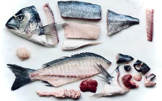 Những bộ phận cực tanh ở cá