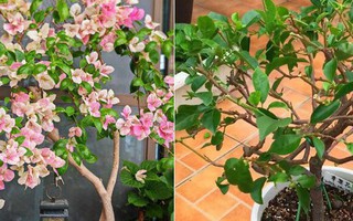8 loại cây nên cắt tỉa vào mùa thu để ra hoa tươi tốt