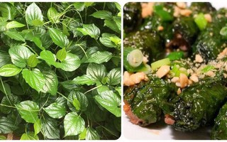 Lá lốt có tác dụng gì với sức khoẻ?
