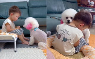 Tan chảy khoảnh khắc chú cún dỗ dành, ôm ấp cậu chủ nhỏ đang khóc, chẳng một lời nói mà ngọt ngào tới vậy!