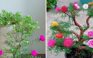 Biến loài hoa mọc như cỏ dại thành cây bonsai sang chảnh