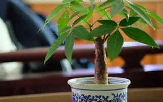 Vì sao cây kim ngân đẹp, hợp phong thủy nhưng ít người 'dám' trồng?