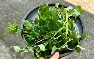 Loại rau Việt không trồng vẫn um đầy vườn, là "thần dược" tốt hơn cả nhân sâm