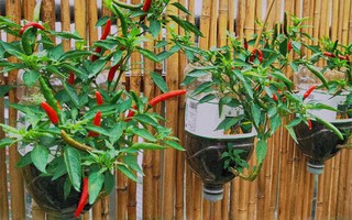 Dùng vỏ chai nước khoáng trồng 5 cây ớt, sau 3 tháng chàng trai thu 40kg quả