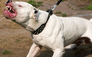 Chó pitbull “đoạt mạng” chủ, hiện trường tìm thấy thương tâm: Thi thể không còn nguyên vẹn