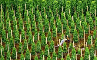 Đức liên tục chốt đơn một sản vật siêu đắt đỏ: Việt Nam xuất khẩu bằng cả thế giới cộng lại, thu về hàng tỷ USD nhờ giá tăng sốc