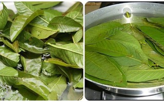 Bác sĩ khuyên 9 nhóm người nên thường xuyên uống nước lá ổi