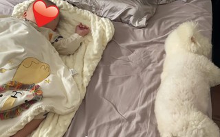Chú cún quá yêu em bé nhưng bị cấm lại gần, thấy hành động này mà mẹ bỉm bật khóc, cảm động nhưng đau lòng