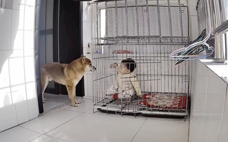 CLIP: "Nếu không có camera giám sát, tôi làm sao sống tốt được kiếp này nữa đây"