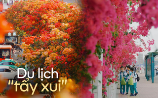 Nhiều người đi du lịch Trung Quốc thường check-in ở những nơi có hoa giấy: Thì ra là có lý do cả