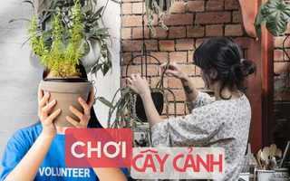 Tôi đã đặt đúng cây ở đúng chỗ – và căn nhà như được hồi sinh