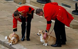 2 chú chó corgi từng đưa tiễn Nữ vương Elizabeth II đoạn đường cuối giờ ra sao?