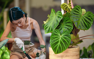 5 loại cây phong thủy trồng trong nhà sẽ giúp bạn hút tài lộc, không thất thoát tiền bạc!