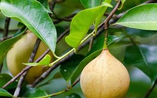 Việt Nam trồng được một loại ‘sản vật’ đắt đỏ thứ 3 thế giới: Mỹ, Hà Lan liên tục săn lùng, chỉ có rất ít quốc gia sở hữu
