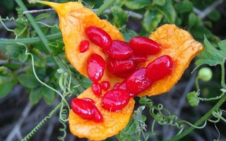 Công thức pha nước uống từ loại quả xấu xí giúp phụ nữ trẻ đẹp đồng thời thải độc và giảm cân