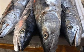 3 loại cá "tốt hơn cả cá hồi", chợ Việt bán nhiều vô kể, bạn cứ mạnh dạn mua