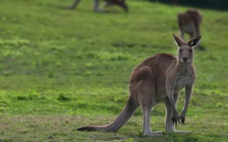 Người đàn ông nghi bị kangaroo tấn công dẫn tới tử vong