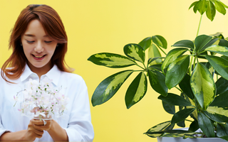 3 món nên mua đúng thời điểm trong tháng 5 – vừa đẹp nhà vừa hút tài lộc về ví