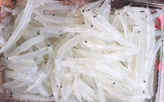 Cá ngần sông Đà làm những món gì ngon?
