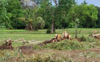 Xót xa: Cùng chồng đi thu gom gỗ, vợ bầu 7 tháng bị sét đánh tử vong thương tâm