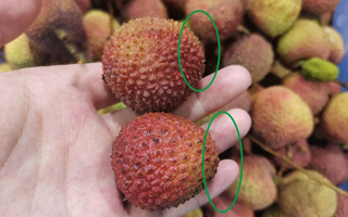 Mùa vải đến rồi, nhưng đừng vội mua nếu gặp 4 kiểu này – ai mua là tiếc đứt ruột!