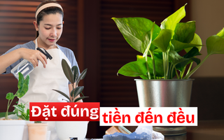 3 góc thường bị bỏ quên trong nhà – đặt đúng một chậu cây là ngăn được thất thoát tiền bạc