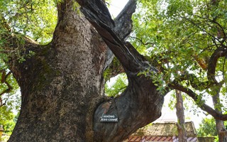 Việt Nam sở hữu cây thiêng ngàn tuổi: Được vua Lê sắc phong, tuổi thọ đứng thứ hai thế giới