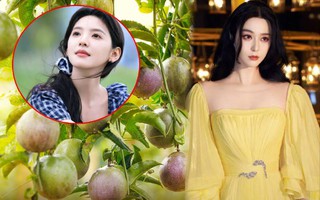 Nước ép "chống nắng" của Phạm Băng Băng, Chương Nhược Nam: Giá rẻ bèo ở Việt Nam, tận dụng có thể làm trắng da, xóa nếp nhăn thần thánh