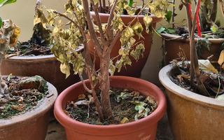 Vì sao ông bà dặn: "Trước sân tránh trồng dâu, sau vườn chớ đặt liễu, giữa sân không trồng cây khô?"