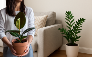3 vị trí “hút lộc cực mạnh” trong phòng khách – chỉ cần đặt đúng một chậu cây nhỏ là nhà “sáng vận” ngay