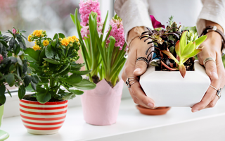 Cây nhỏ để bậu cửa sổ – nhìn tưởng cho đẹp thôi mà ai ngờ lại giữ vía tốt, hút tài đều đều