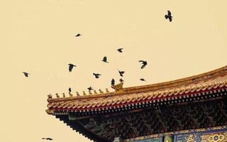 Vì sao cứ tới nửa đêm, Tử Cấm Thành lại đầy quạ đen bay đến?