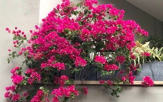 5 cây xanh "nhìn là biết có lộc", cứ đặt ở ban công là vận may ùn ùn kéo đến