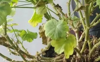 4 loại cây hay 'giả chết' vào mùa nóng, nếu biết cách chăm sẽ sớm nở hoa